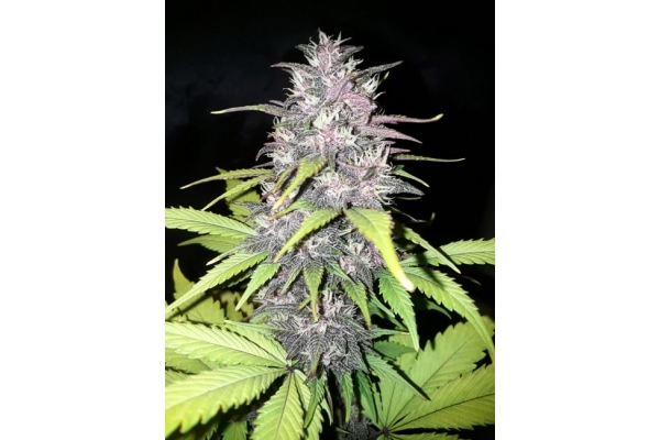 Blackberry Auto (FastBuds) Feminisoidut Blackberry Auto (FastBuds) Feminisoidut