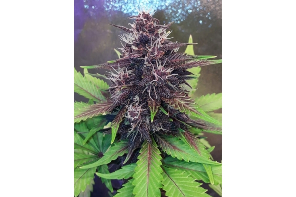 Blackberry Auto (FastBuds) Feminisoidut Blackberry Auto (FastBuds) Feminisoidut
