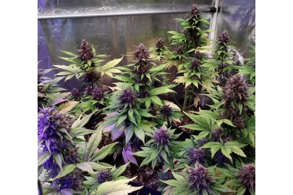 Blackberry Auto (FastBuds) Feminisoidut Blackberry Auto (FastBuds) Feminisoidut