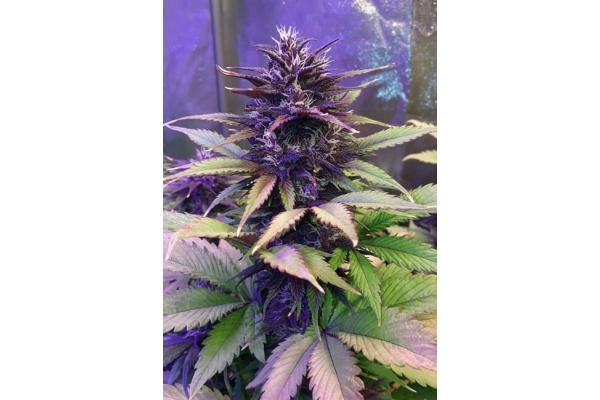 Blackberry Auto (FastBuds) Feminisoidut Blackberry Auto (FastBuds) Feminisoidut