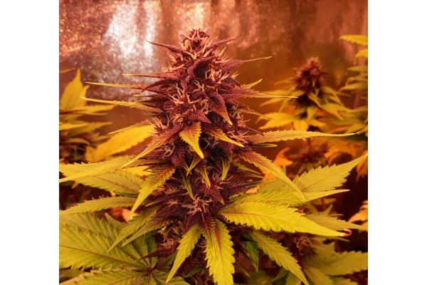 Blackberry Auto (FastBuds) Feminisoidut Blackberry Auto (FastBuds) Feminisoidut