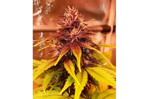 Blackberry Auto (FastBuds) Feminisoidut Blackberry Auto (FastBuds) Feminisoidut