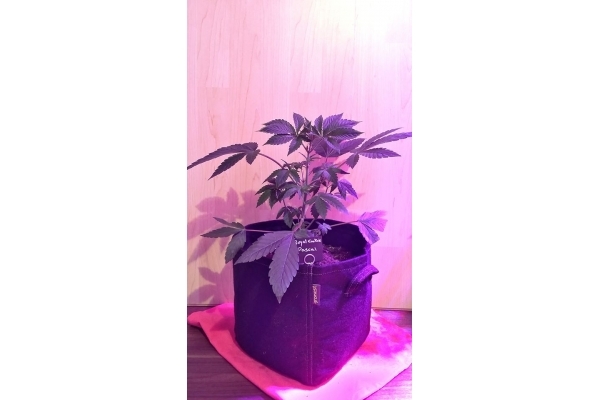 Royal Cookies (Royal Queen Seeds) Feminisoidut Royal Cookies (Royal Queen Seeds) Feminisoidut