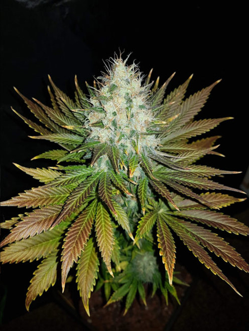 Bona Dea CBD (Vision Seeds) Feminisoidut Bona Dea CBD (Vision Seeds) Feminisoidut