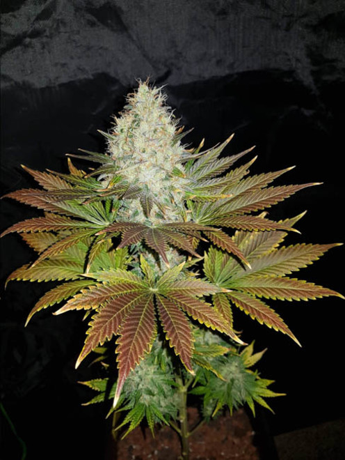 Bona Dea CBD (Vision Seeds) Feminisoidut Bona Dea CBD (Vision Seeds) Feminisoidut