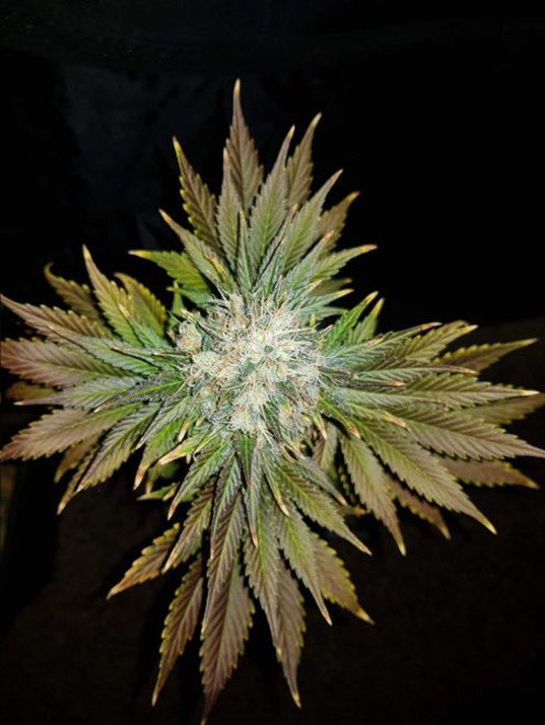 Bona Dea CBD (Vision Seeds) Feminisoidut Bona Dea CBD (Vision Seeds) Feminisoidut