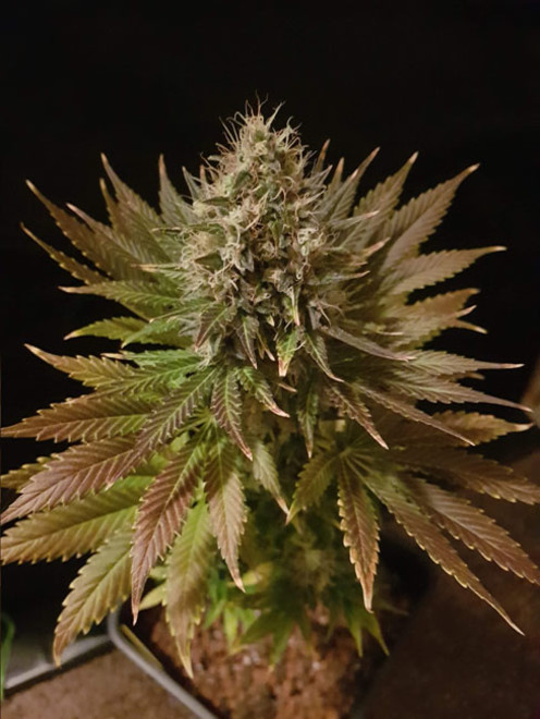 Bona Dea CBD (Vision Seeds) Feminisoidut Bona Dea CBD (Vision Seeds) Feminisoidut