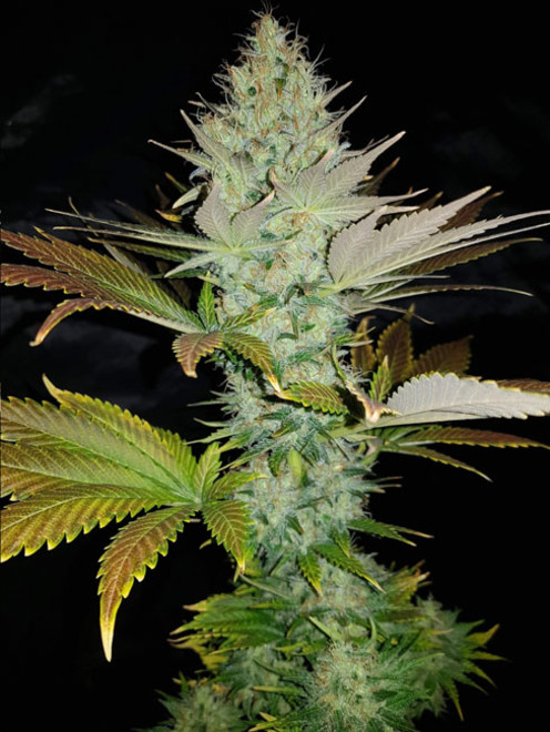 Bona Dea CBD (Vision Seeds) Feminisoidut Bona Dea CBD (Vision Seeds) Feminisoidut