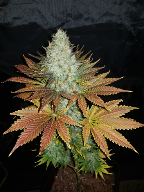 Bona Dea CBD (Vision Seeds) Feminisoidut Bona Dea CBD (Vision Seeds) Feminisoidut