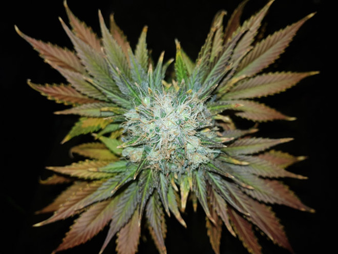 Bona Dea CBD (Vision Seeds) Feminisoidut Bona Dea CBD (Vision Seeds) Feminisoidut