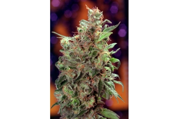 Californian Orange (Dutch Passion) Feminisoidut Californian Orange (Dutch Passion) Feminisoidut