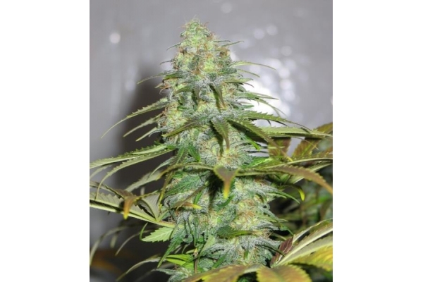 Californian Orange (Dutch Passion) Feminisoidut Californian Orange (Dutch Passion) Feminisoidut