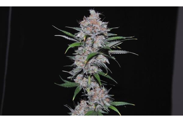 Californian Orange (Dutch Passion) Feminisoidut Californian Orange (Dutch Passion) Feminisoidut