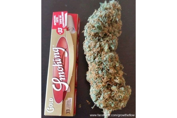Bubblegum (Zamnesia Seeds) Feminisoidut Bubblegum (Zamnesia Seeds) Feminisoidut