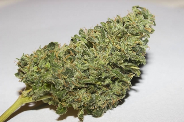 Bubblegum (Zamnesia Seeds) Feminisoidut Bubblegum (Zamnesia Seeds) Feminisoidut