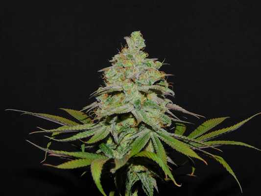 Tangie Ghost Train (Little Chief Collabs) Feminisoidut Tangie Ghost Train (Little Chief Collabs) Feminisoidut