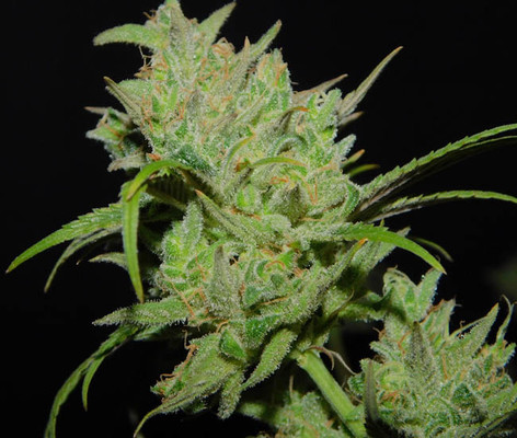 Tangie Ghost Train (Little Chief Collabs) Feminisoidut Tangie Ghost Train (Little Chief Collabs) Feminisoidut