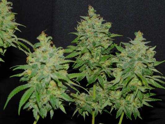 Tangie Ghost Train (Little Chief Collabs) Feminisoidut Tangie Ghost Train (Little Chief Collabs) Feminisoidut