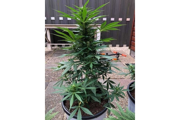 Monster Dwarf Autoflower (Zamnesia Seeds) Feminisoidut Monster Dwarf Autoflower (Zamnesia Seeds) Feminisoidut