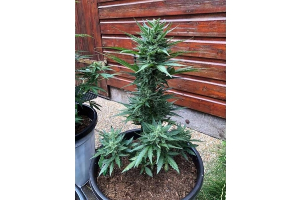 Monster Dwarf Autoflower (Zamnesia Seeds) Feminisoidut Monster Dwarf Autoflower (Zamnesia Seeds) Feminisoidut