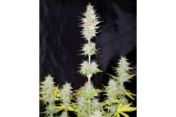 Monster Dwarf Autoflower (Zamnesia Seeds) Feminisoidut Monster Dwarf Autoflower (Zamnesia Seeds) Feminisoidut