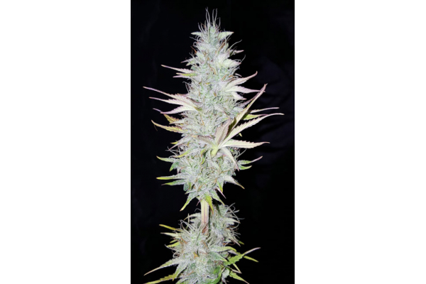 Monster Dwarf Autoflower (Zamnesia Seeds) Feminisoidut Monster Dwarf Autoflower (Zamnesia Seeds) Feminisoidut
