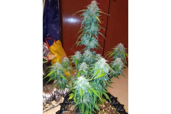 GG#4 Auto (FastBuds) Feminisoidut GG#4 Auto (FastBuds) Feminisoidut