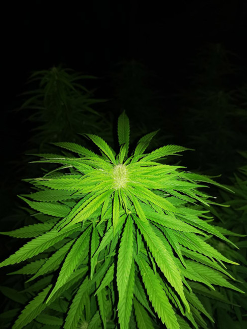 Cash Express (Zamnesia Seeds) Feminisoidut Cash Express (Zamnesia Seeds) Feminisoidut