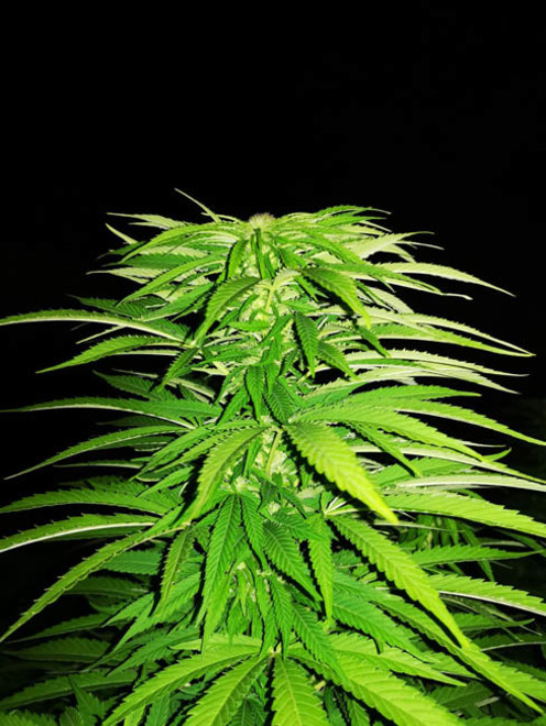 Cash Express (Zamnesia Seeds) Feminisoidut Cash Express (Zamnesia Seeds) Feminisoidut