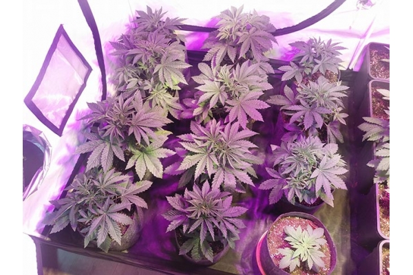 GG#4 (Zamnesia Seeds) Feminisoidut GG#4 (Zamnesia Seeds) Feminisoidut