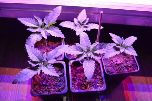GG#4 (Zamnesia Seeds) Feminisoidut GG#4 (Zamnesia Seeds) Feminisoidut