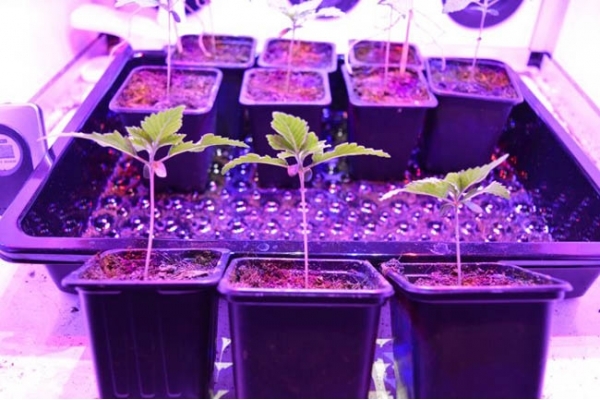 GG#4 (Zamnesia Seeds) Feminisoidut GG#4 (Zamnesia Seeds) Feminisoidut