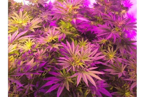 GG#4 (Zamnesia Seeds) Feminisoidut GG#4 (Zamnesia Seeds) Feminisoidut