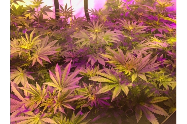 GG#4 (Zamnesia Seeds) Feminisoidut GG#4 (Zamnesia Seeds) Feminisoidut