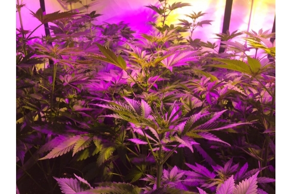 GG#4 (Zamnesia Seeds) Feminisoidut GG#4 (Zamnesia Seeds) Feminisoidut