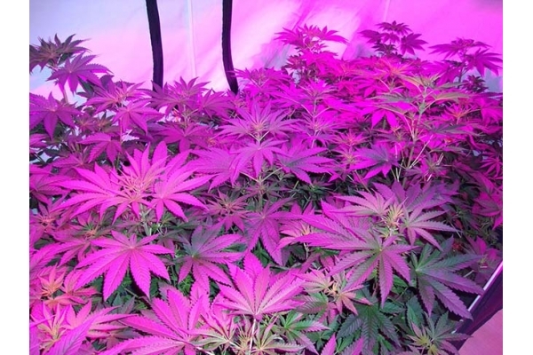 GG#4 (Zamnesia Seeds) Feminisoidut GG#4 (Zamnesia Seeds) Feminisoidut