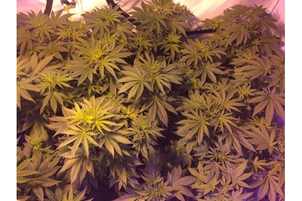 GG#4 (Zamnesia Seeds) Feminisoidut GG#4 (Zamnesia Seeds) Feminisoidut