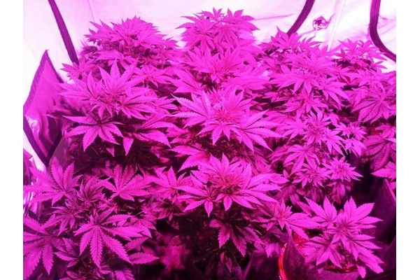 GG#4 (Zamnesia Seeds) Feminisoidut GG#4 (Zamnesia Seeds) Feminisoidut