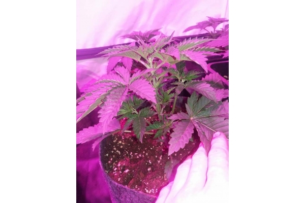 GG#4 (Zamnesia Seeds) Feminisoidut GG#4 (Zamnesia Seeds) Feminisoidut