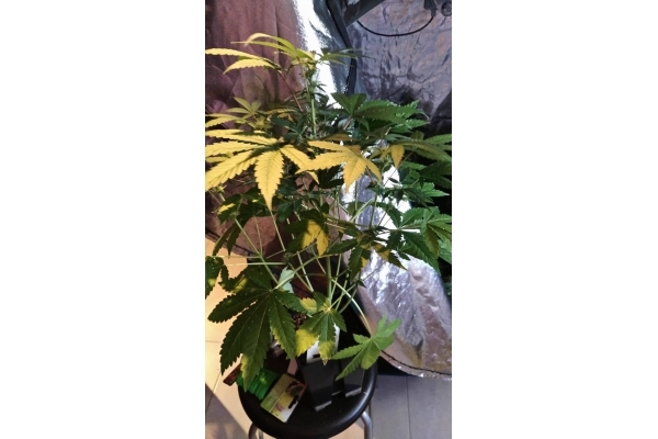 GG#4 (Zamnesia Seeds) Feminisoidut GG#4 (Zamnesia Seeds) Feminisoidut