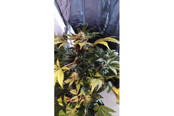 GG#4 (Zamnesia Seeds) Feminisoidut GG#4 (Zamnesia Seeds) Feminisoidut