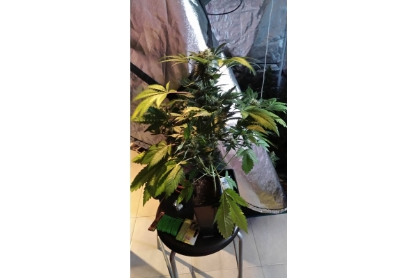 GG#4 (Zamnesia Seeds) Feminisoidut GG#4 (Zamnesia Seeds) Feminisoidut