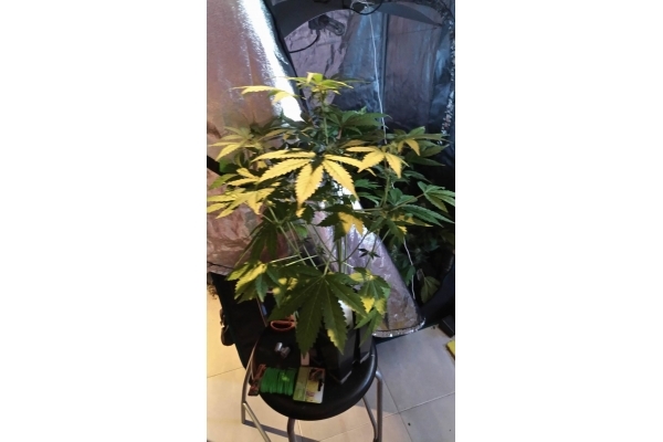 GG#4 (Zamnesia Seeds) Feminisoidut GG#4 (Zamnesia Seeds) Feminisoidut