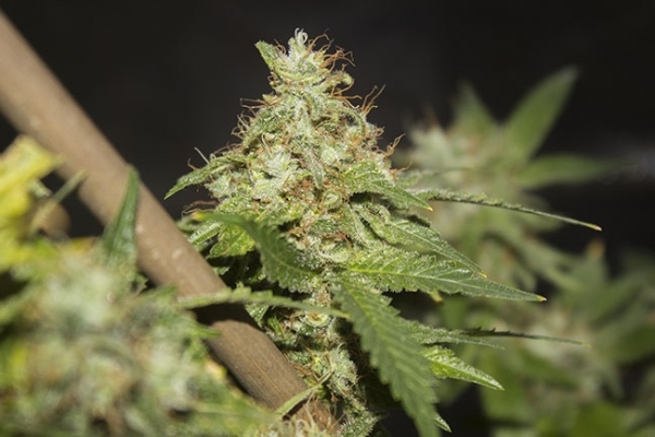 GG#4 (Zamnesia Seeds) Feminisoidut GG#4 (Zamnesia Seeds) Feminisoidut