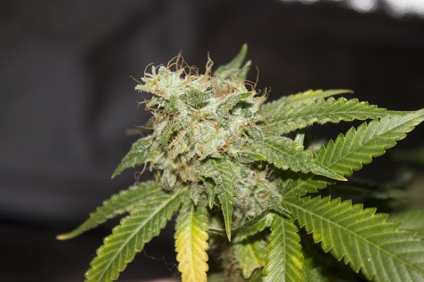 GG#4 (Zamnesia Seeds) Feminisoidut GG#4 (Zamnesia Seeds) Feminisoidut