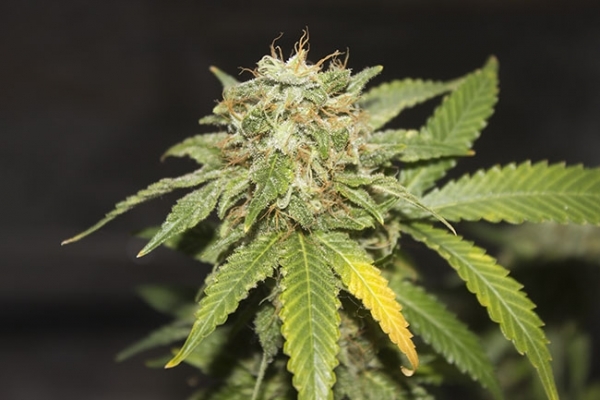 GG#4 (Zamnesia Seeds) Feminisoidut GG#4 (Zamnesia Seeds) Feminisoidut