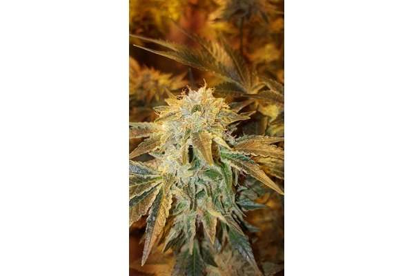 GG#4 (Zamnesia Seeds) Feminisoidut GG#4 (Zamnesia Seeds) Feminisoidut