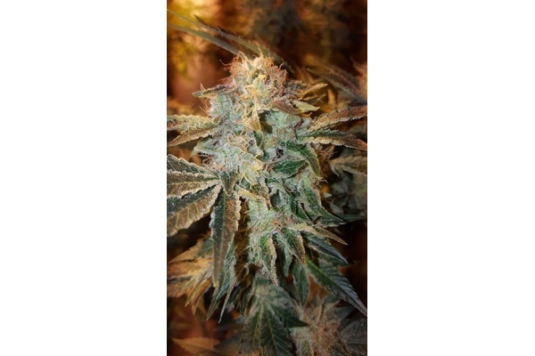 GG#4 (Zamnesia Seeds) Feminisoidut GG#4 (Zamnesia Seeds) Feminisoidut