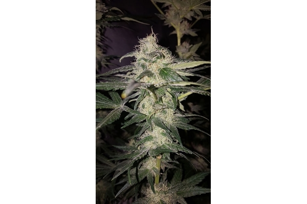 GG#4 (Zamnesia Seeds) Feminisoidut GG#4 (Zamnesia Seeds) Feminisoidut