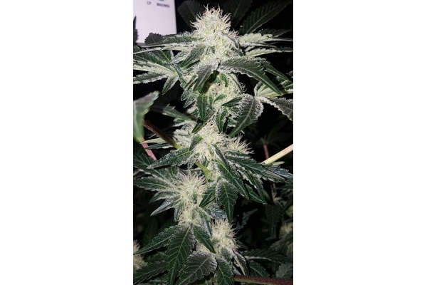 GG#4 (Zamnesia Seeds) Feminisoidut GG#4 (Zamnesia Seeds) Feminisoidut